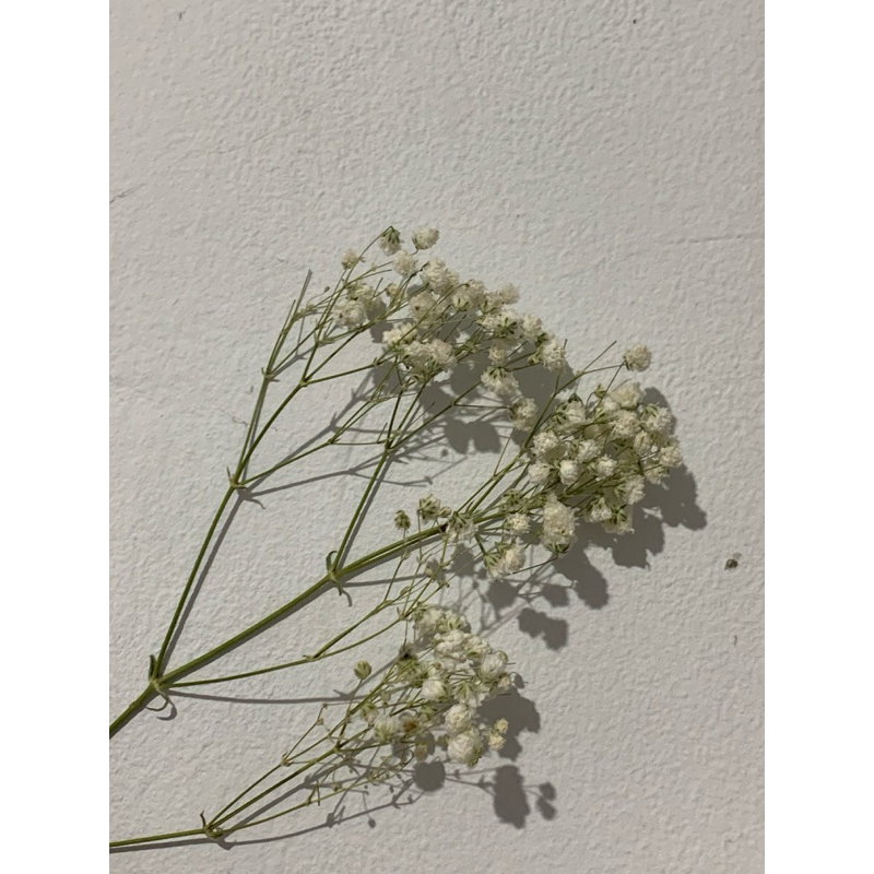 

ADDITIONAL DRIED BABY BREATH - NATA FLORIST