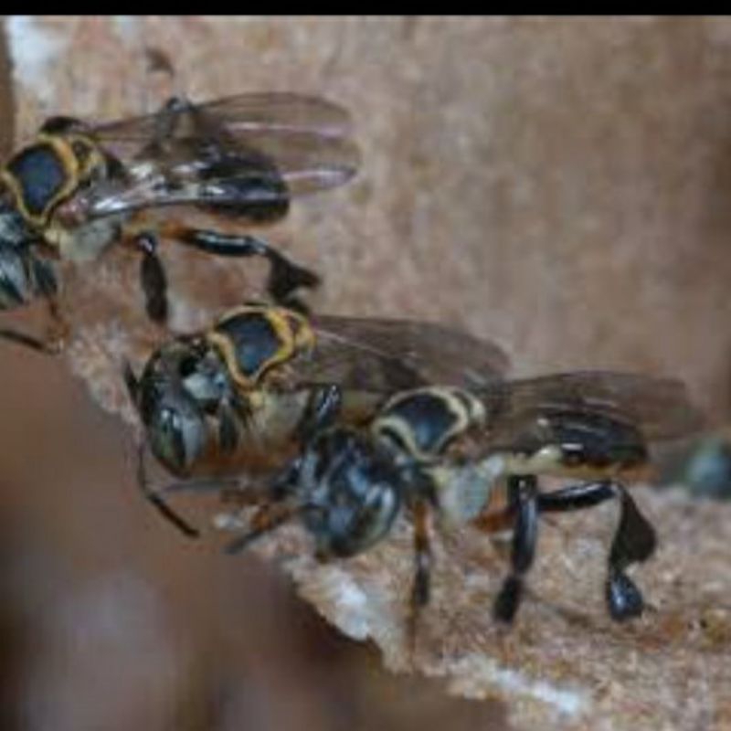 Terminata trigona/kelulut/klanceng terminata