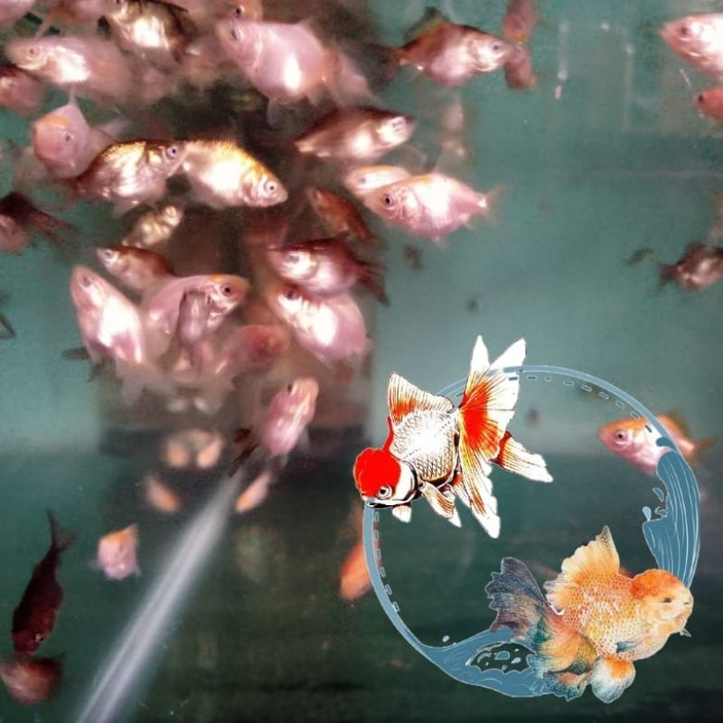 Anakan Ikan Mas Koki Oranda