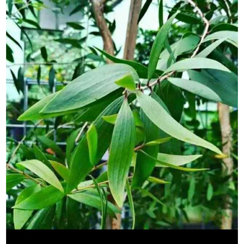 

Daun Minyak kayu putih murah 500g