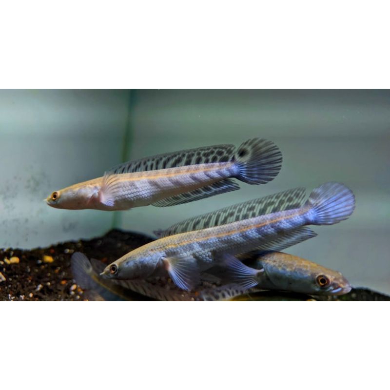 canna maru batik - bahan maru batik