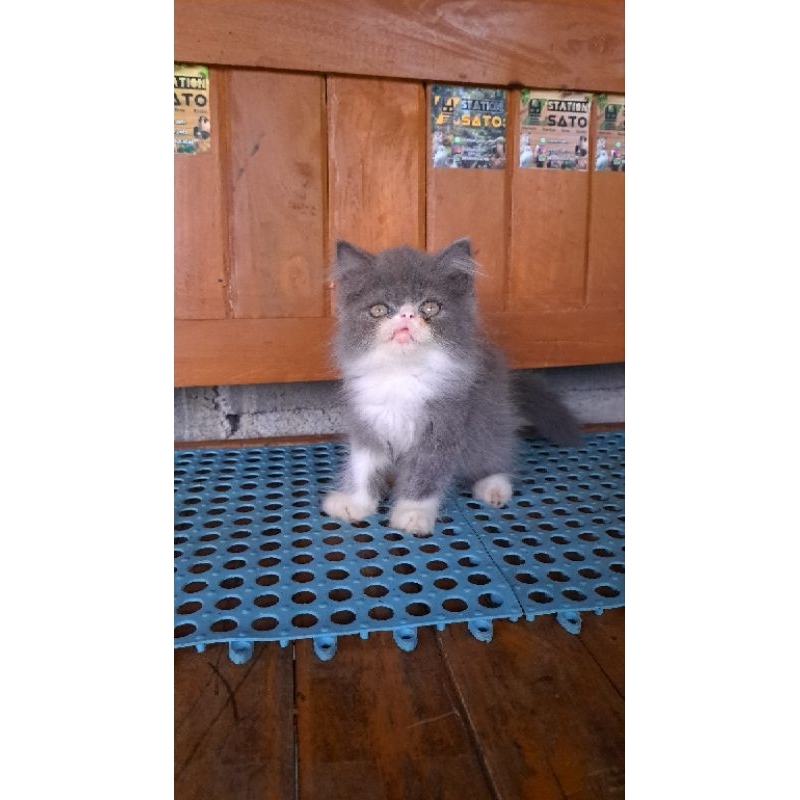 Kitten Persia Flatnose Extreme Abu Putih