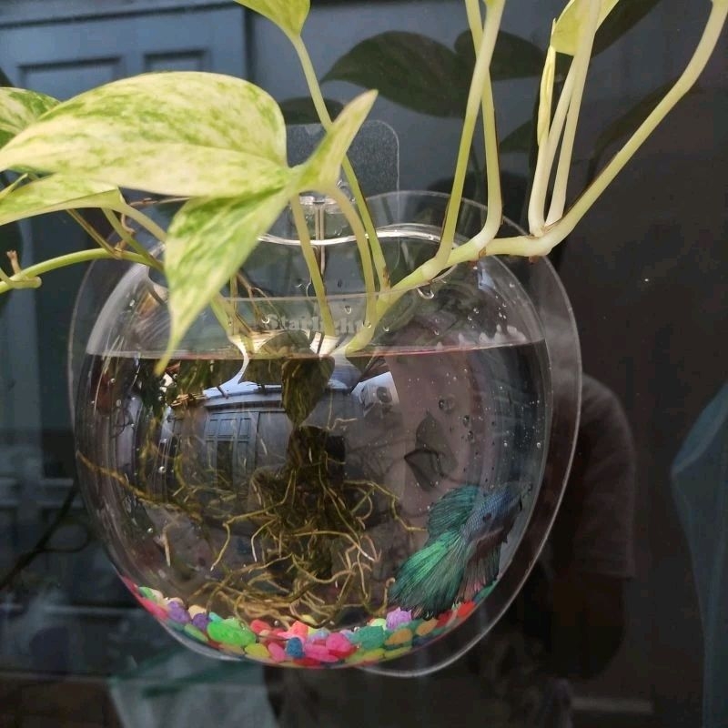 Aquarium Tempel Hiasan Dinding bentuk Apel besar 20cm