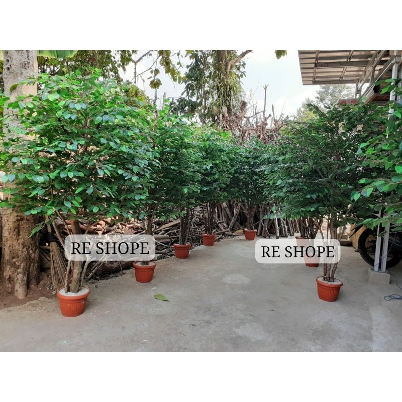 Bonsai Daun Beringin Pohon Artificial Dekorasi Bunga Plastik