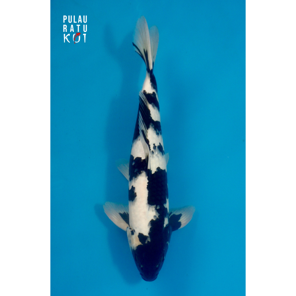 shiro utsuri omosako 45 bu female ikan koi import sertifikat breeder 236