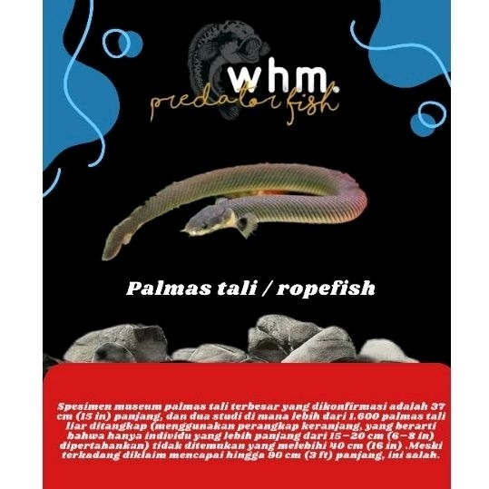 palmas tali /rompe fish 25 cm (Mainan Ikan)