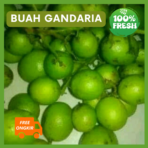 Buah Gandaria jatake Mentah Mateng Segar khusus Sameday