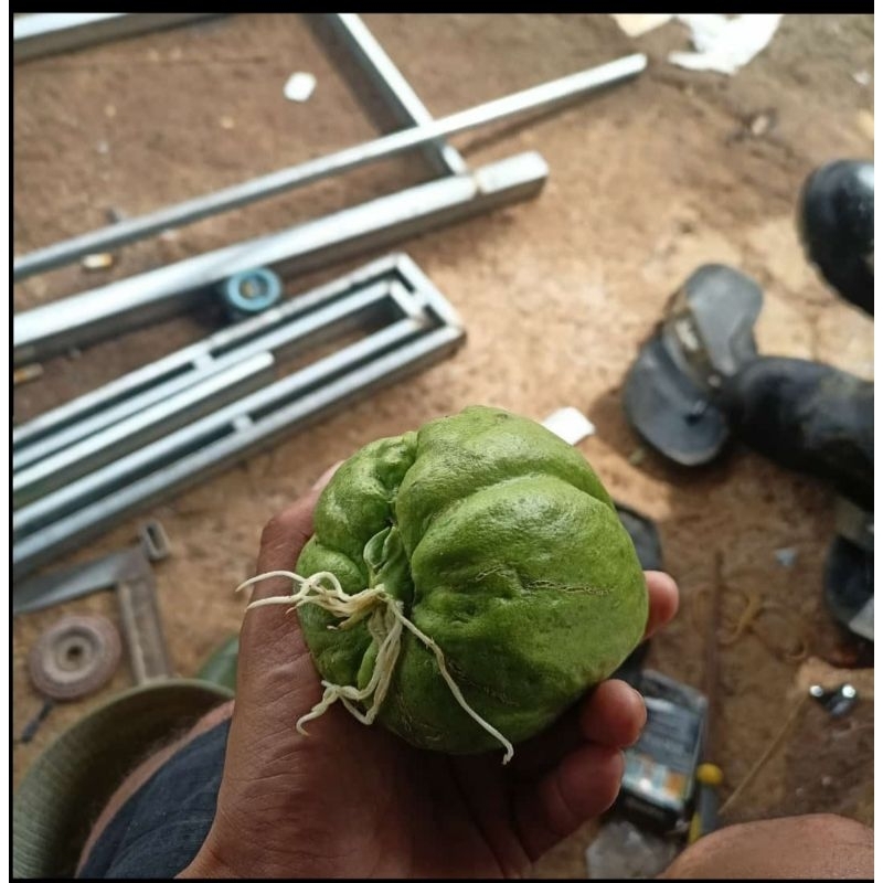 bibit labu siam anggur,  labu jipang waluh unggul / benih sayuran