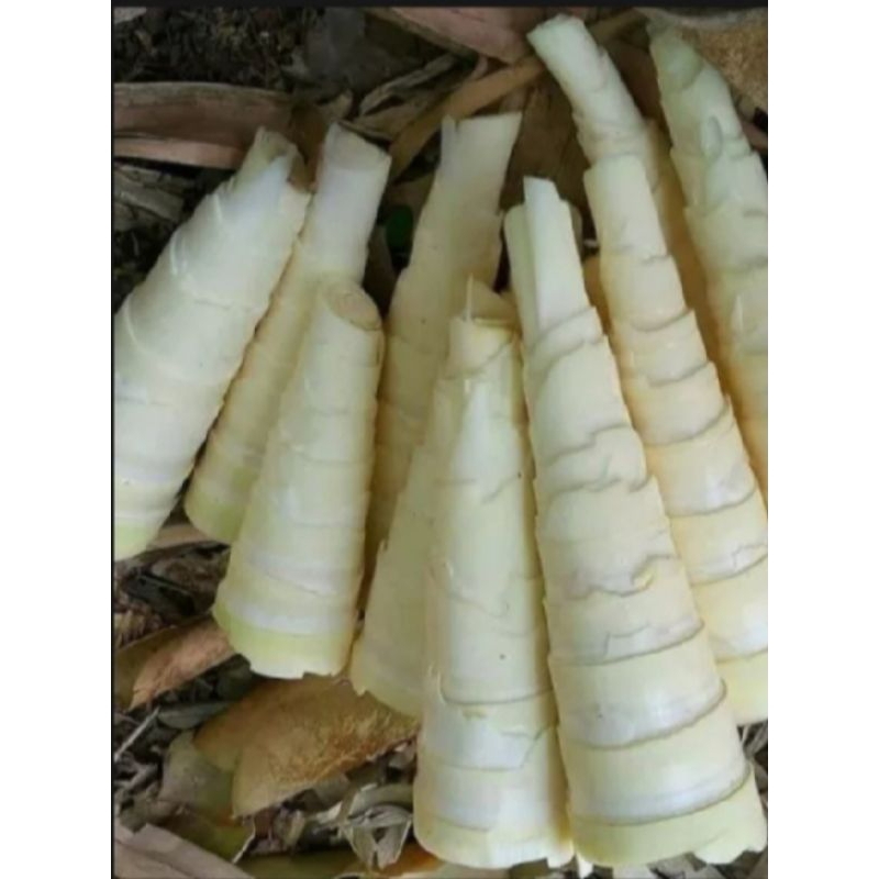 

rebung bambu muda segar 1 kg