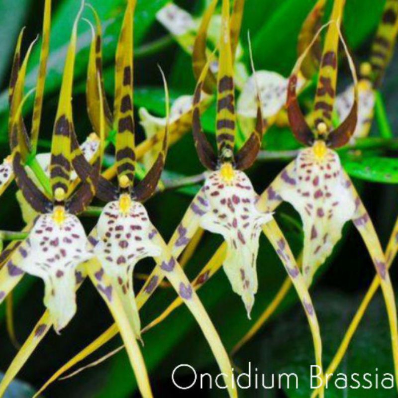 anggrek Oncidium brassia Rex dewasa