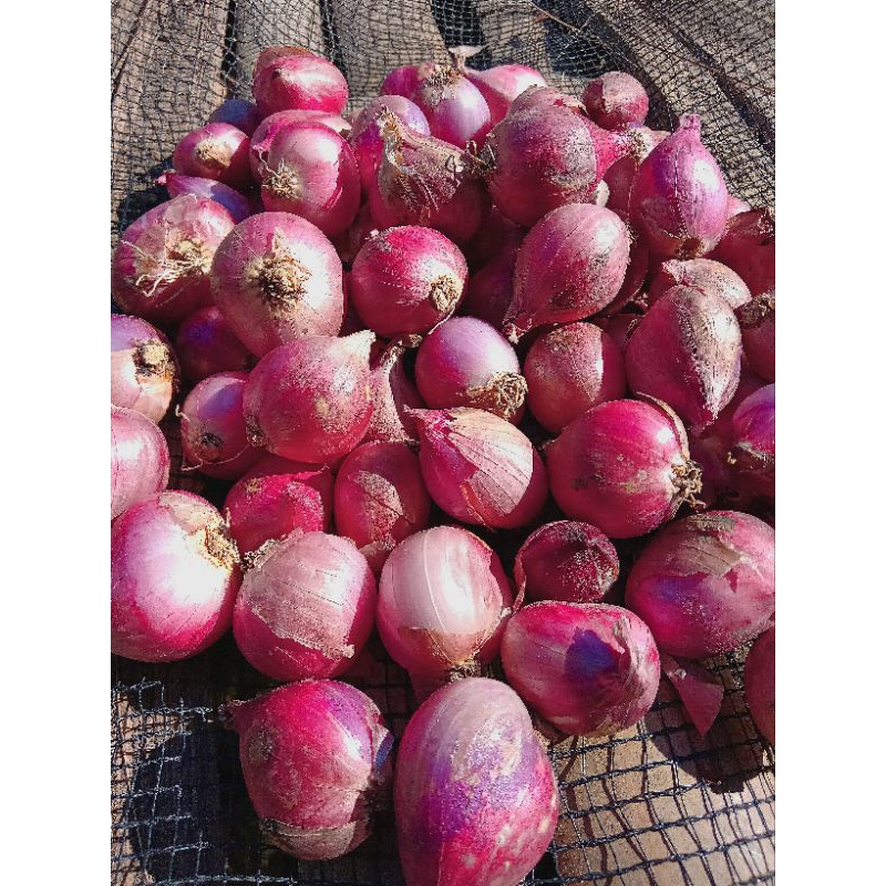 

Bawang Merah Asli Nganjuk