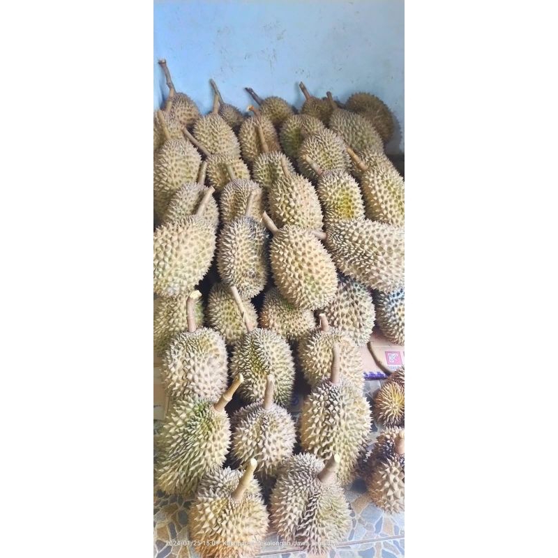 

Durian Bawor / Musang king