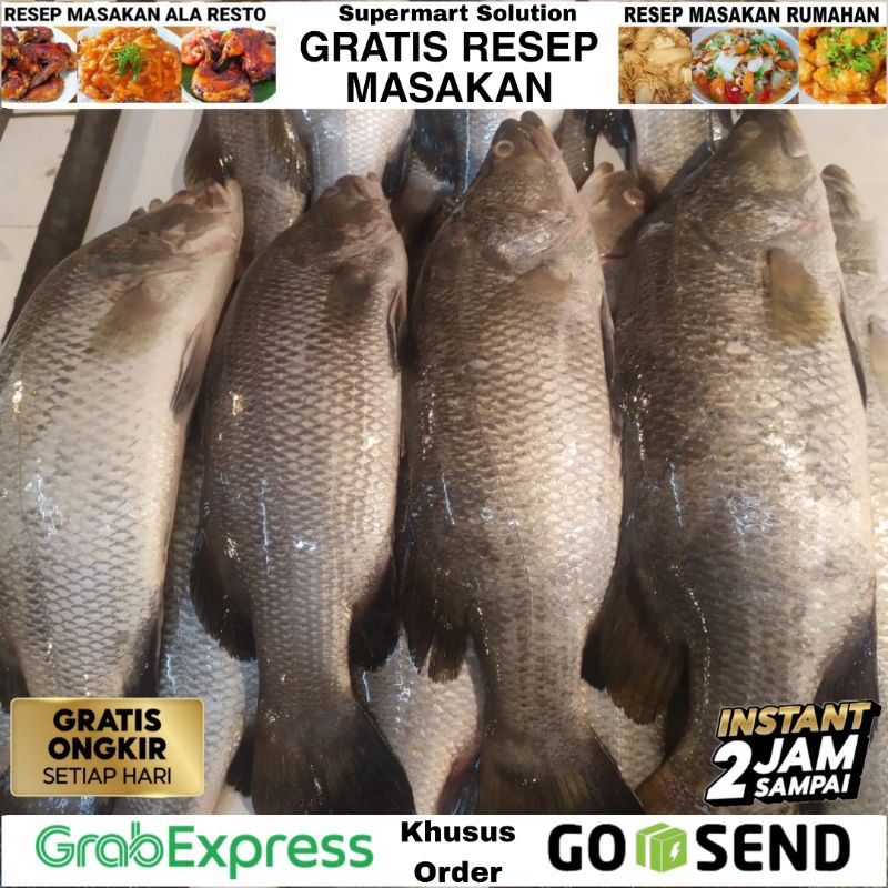 

Ikan Kakap Putih / Ikan Baramundi Segar