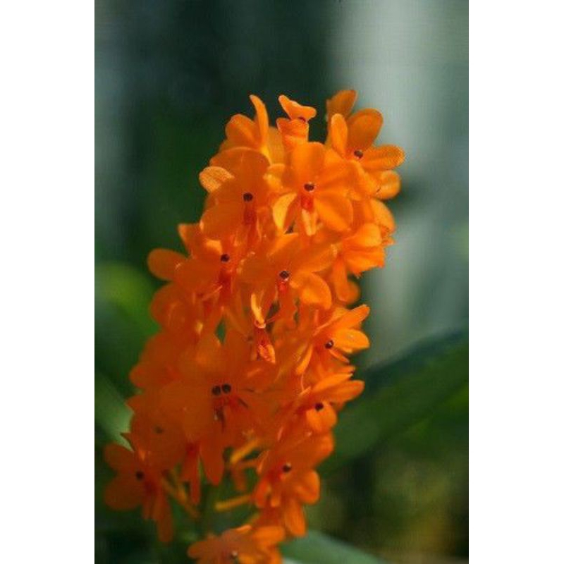 vanda mini ascocentrum