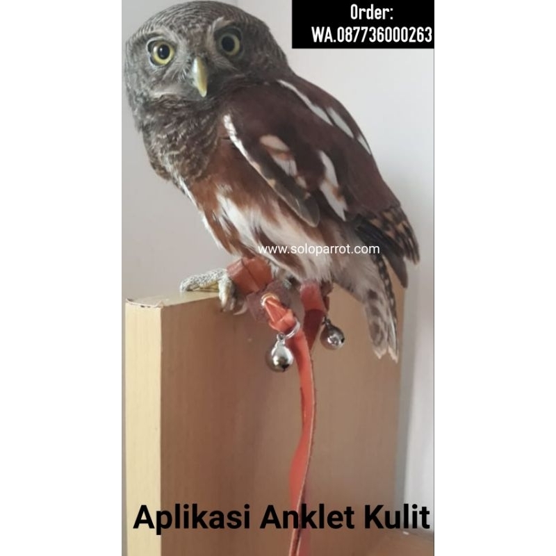 Gelang Kulit untuk Burung Hantu Elang