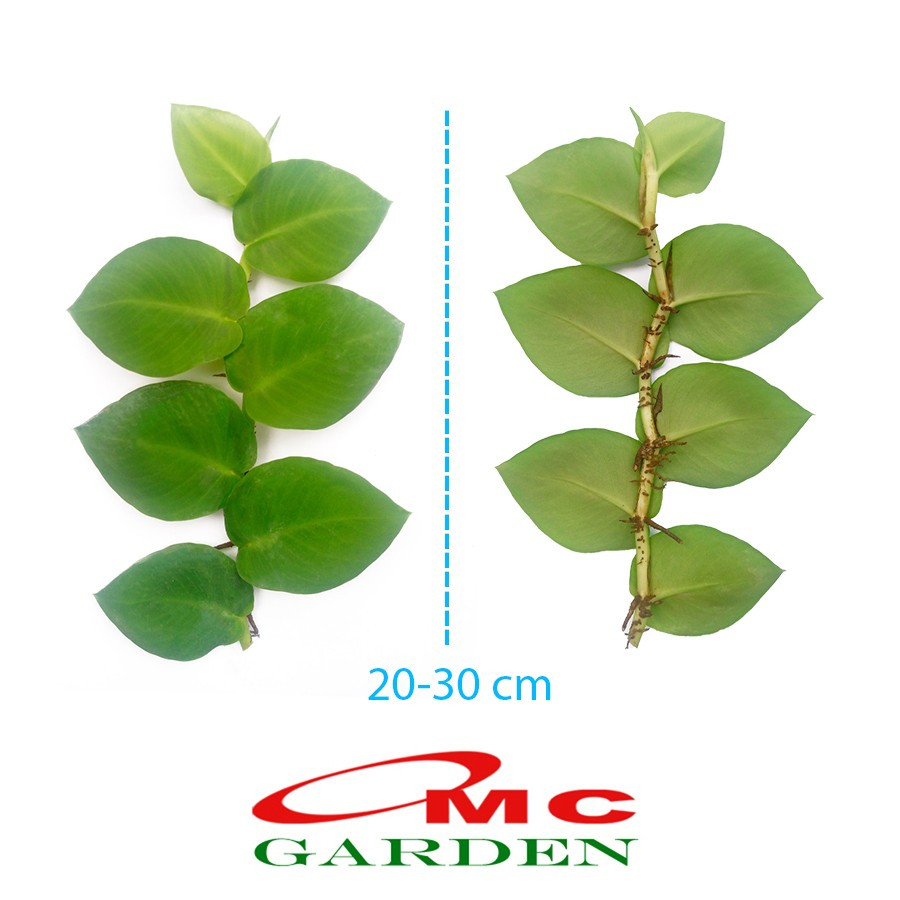 Tanaman Dolar Besar Merambat Dinding Hias Dollar Bibit Stek Batang 30