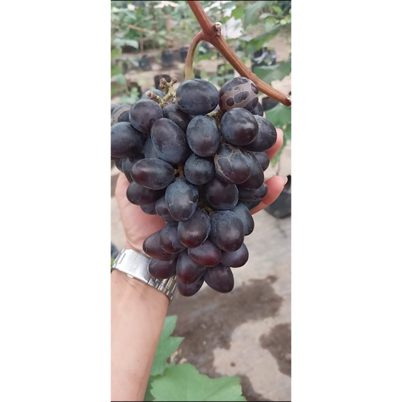 tabulampot anggur import alvika