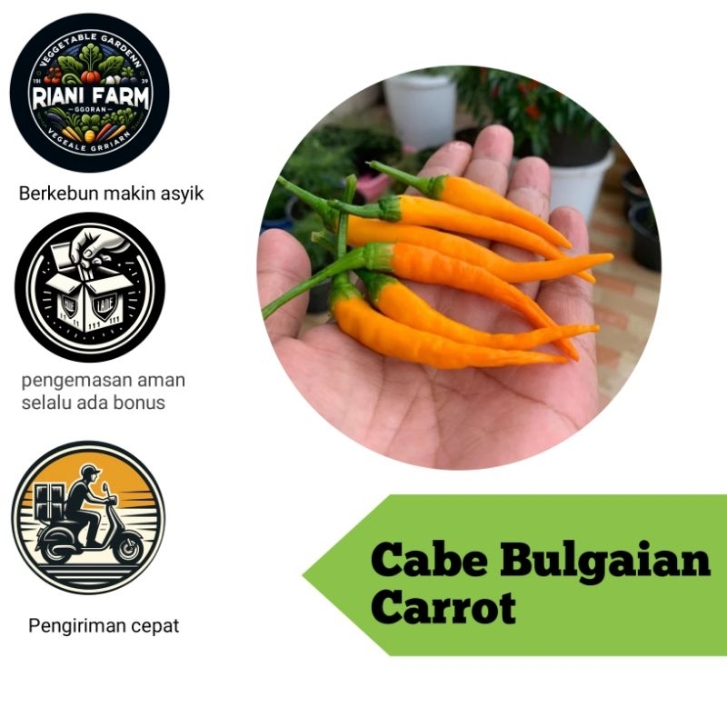 

Cabe Bulgarian Carrot