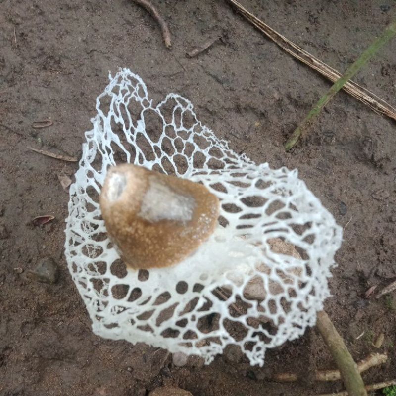 

jamur phallus fase telur