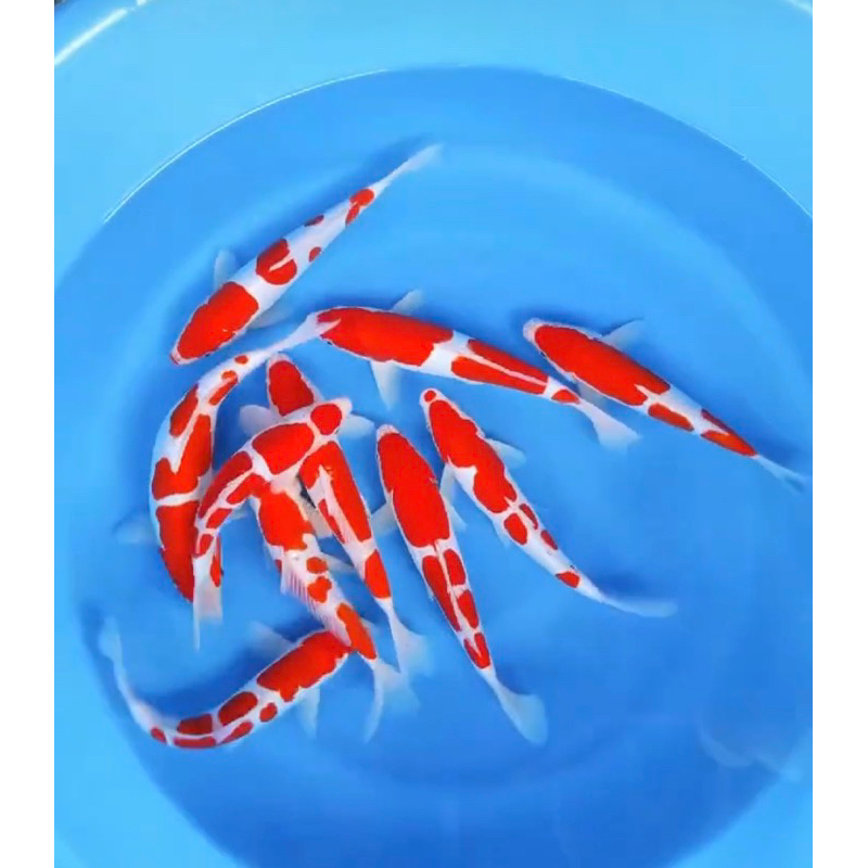 Hiasan ikan koi kohaku grade A+ lokal Blitar sz 10-15cm