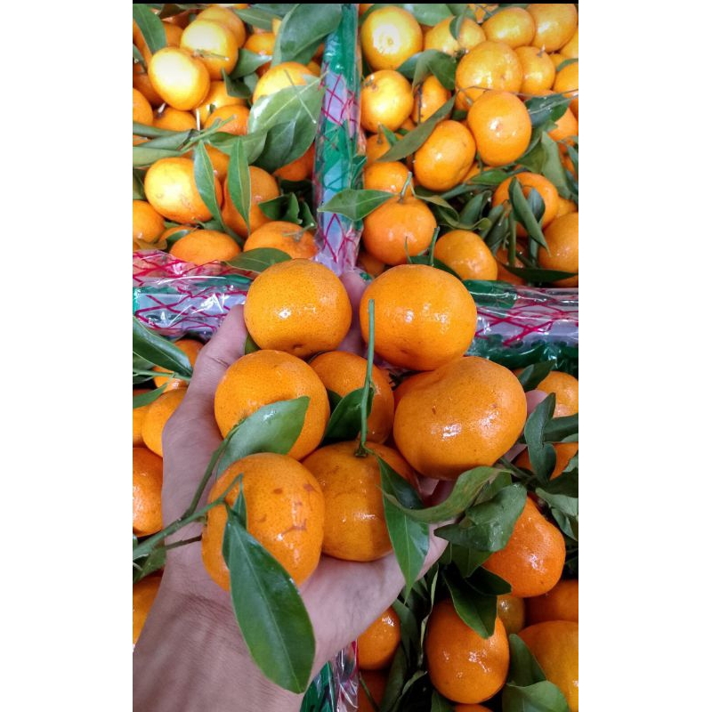 

Jeruk Santang daun - Santang Manis Asem Segar 1 kg