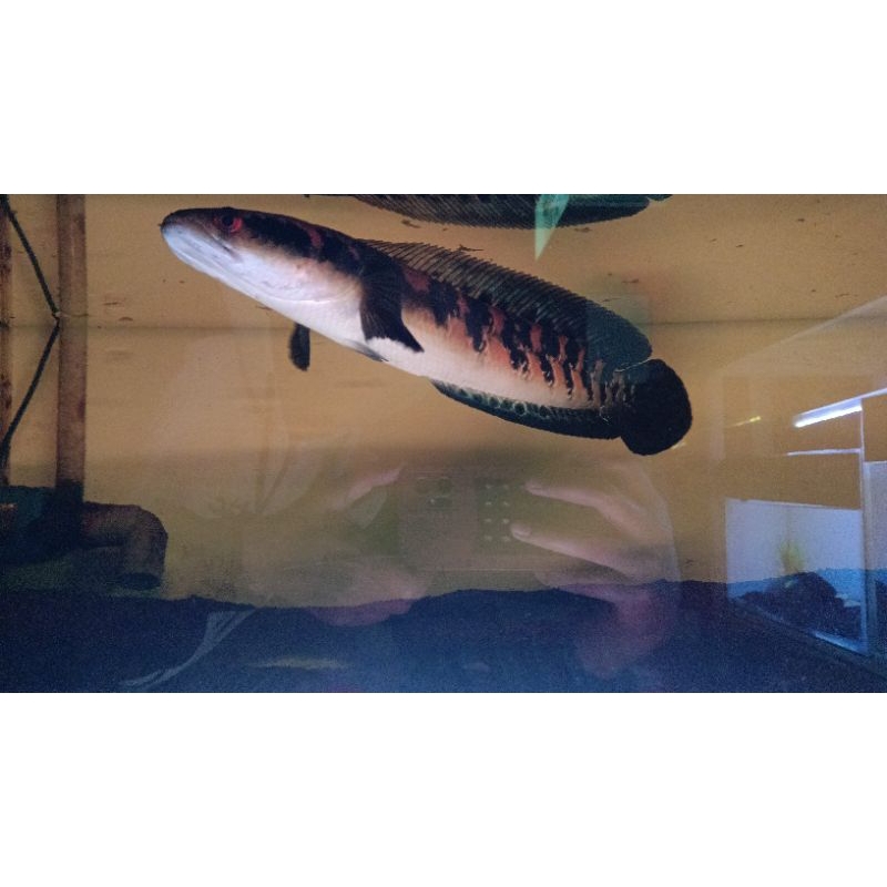 Channa Batik maru Ys 35cm