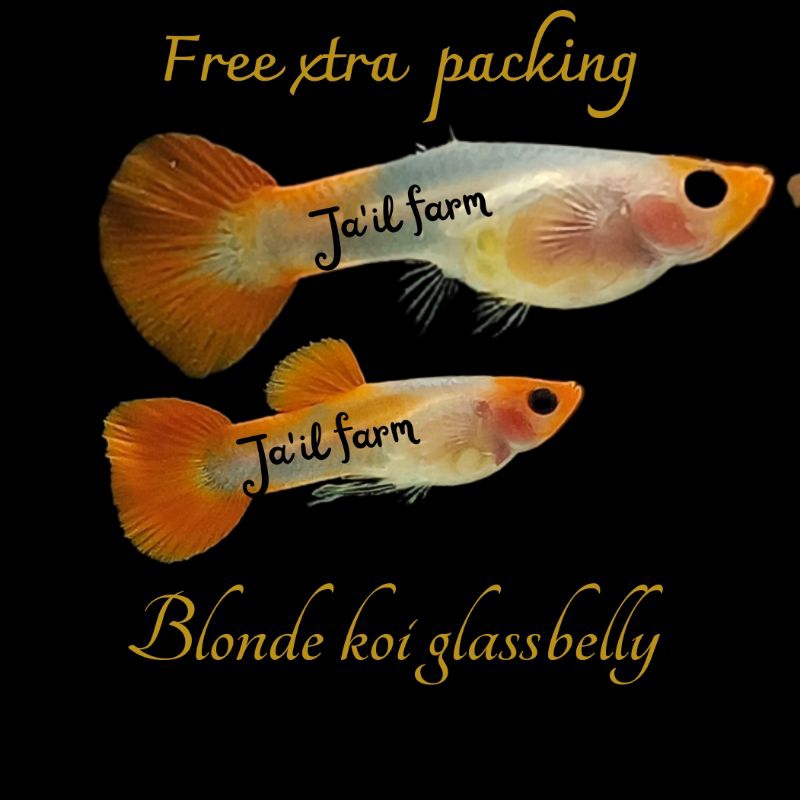 

FREE XTRA PACKING-BLONDE K0I GLASSBELLY