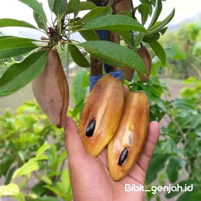 Bibit sawo mentimun kondisi berbunga