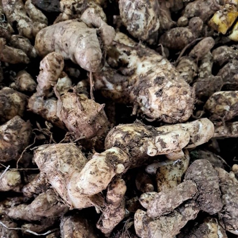 

Kunyit Putih Segar Bandung