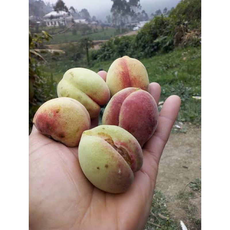

buah kemiri dieng