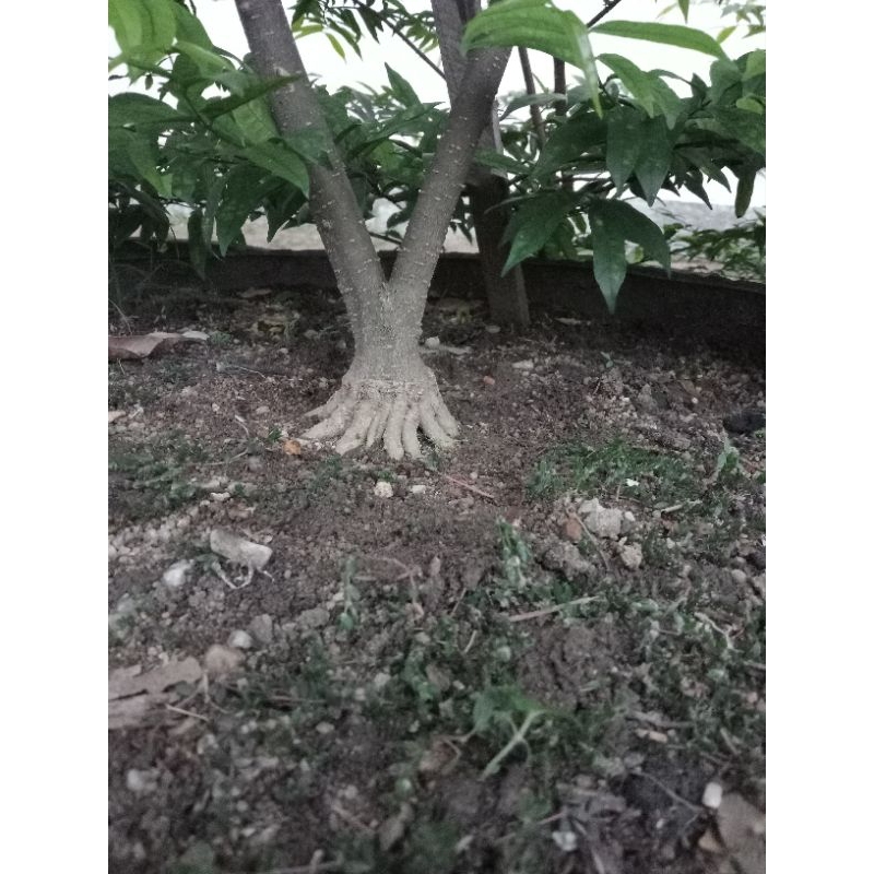 bahan anput prokar batang v