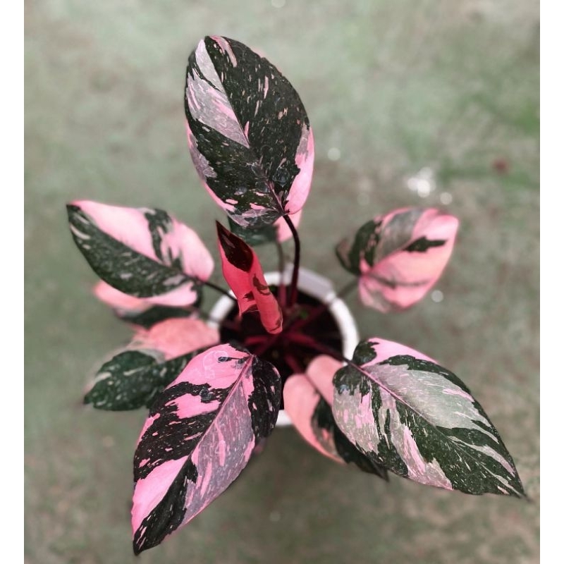 philodendron pink princess marble varigata