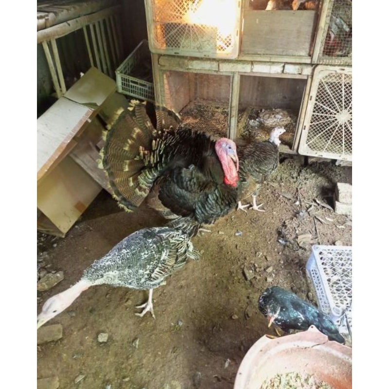 kalkun 1 paket (1 jantan 2 betina)