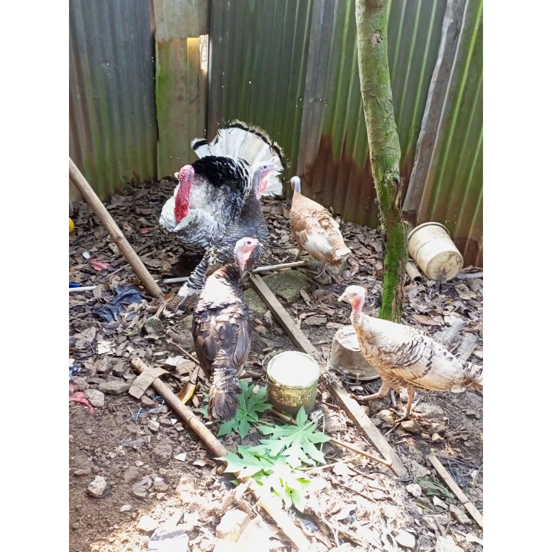 kalkun sepaket ( 1 jantan 3 betina )