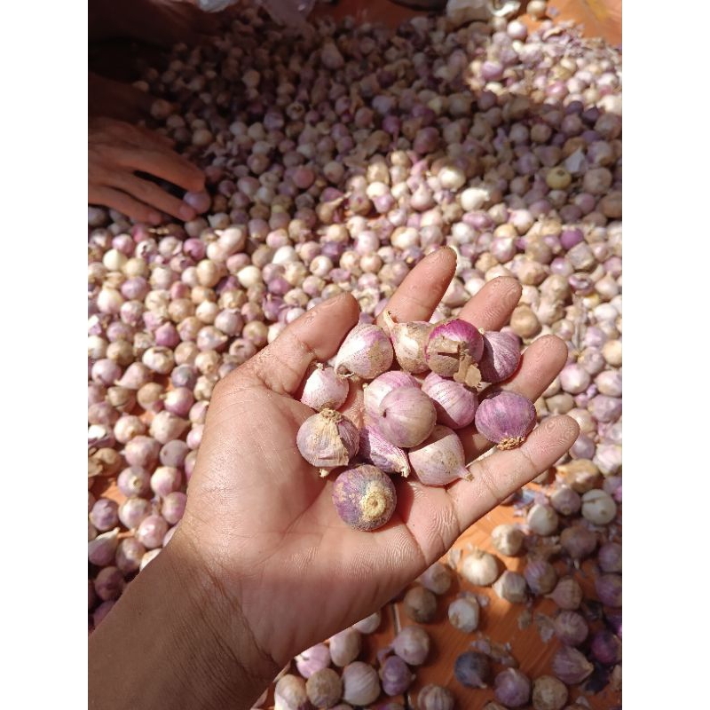 

Bawang putih tunggal fress Sedang 500 gram