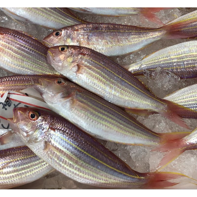 

Ikan Kurisi / Ikan Kerisi / Ikan Terisi / Ikan Anggoli Segar