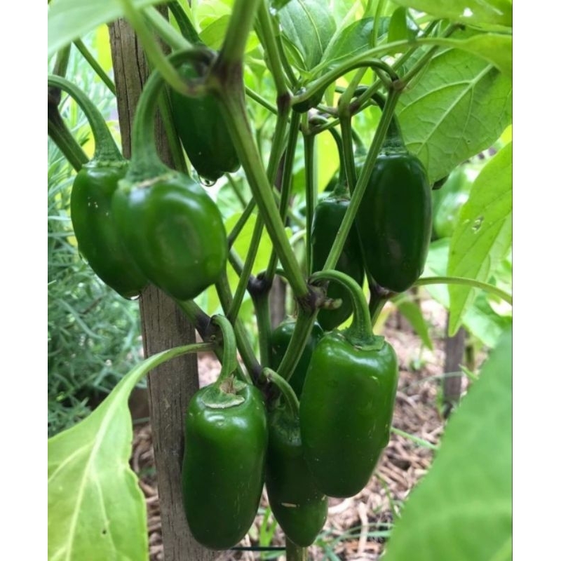cabe gendot segar 1kg