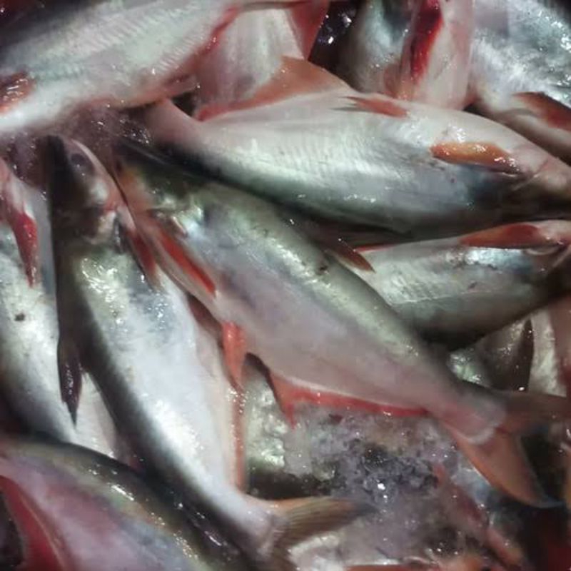 

Ikan Patin Segar 1 Ekor Utuh