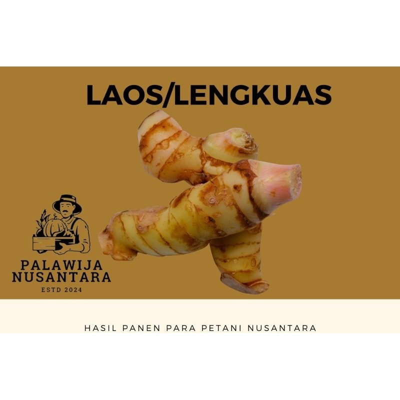 

Laos lengkuas segar 1kg