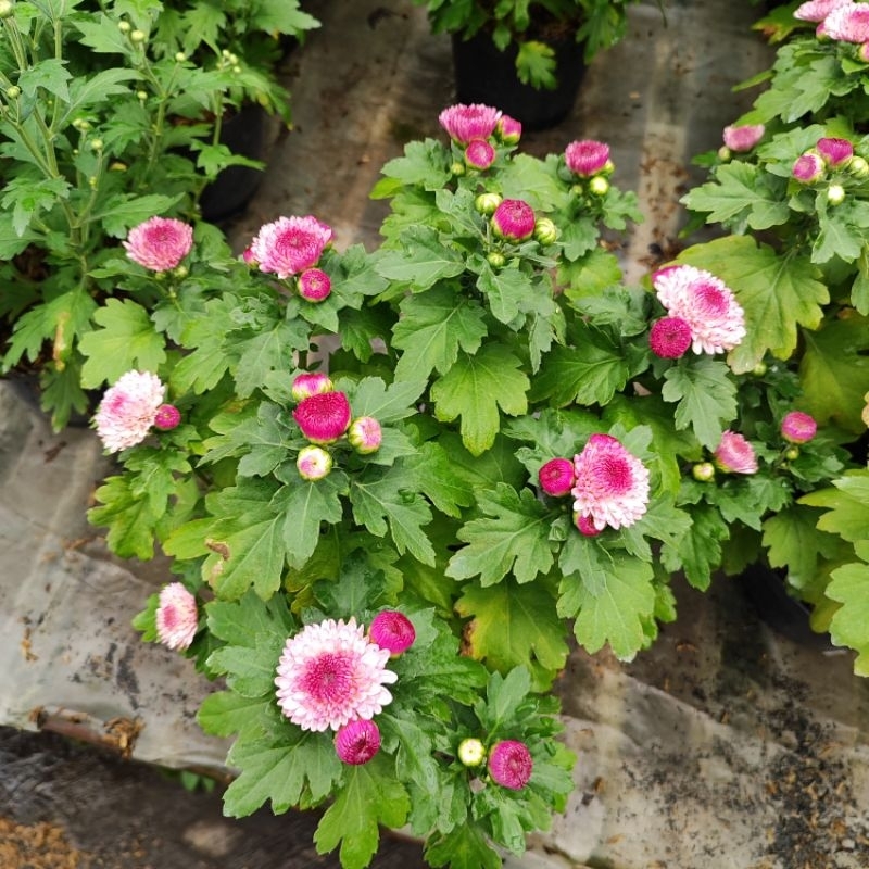 aster krisan pompom bunga pink rimbun isi 4-7 batang  tanaman hias