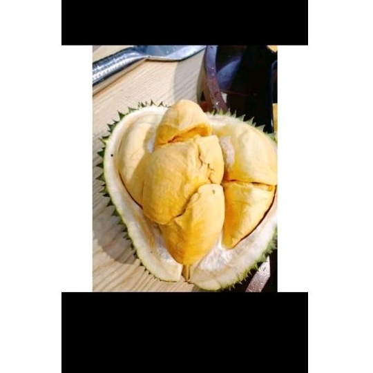 PROMO DURIAN UTUH DUREN MONTONG BALI 5KG  BAWOR MONTONG BALI KANE PERBUTIR 5KG  GARANSI