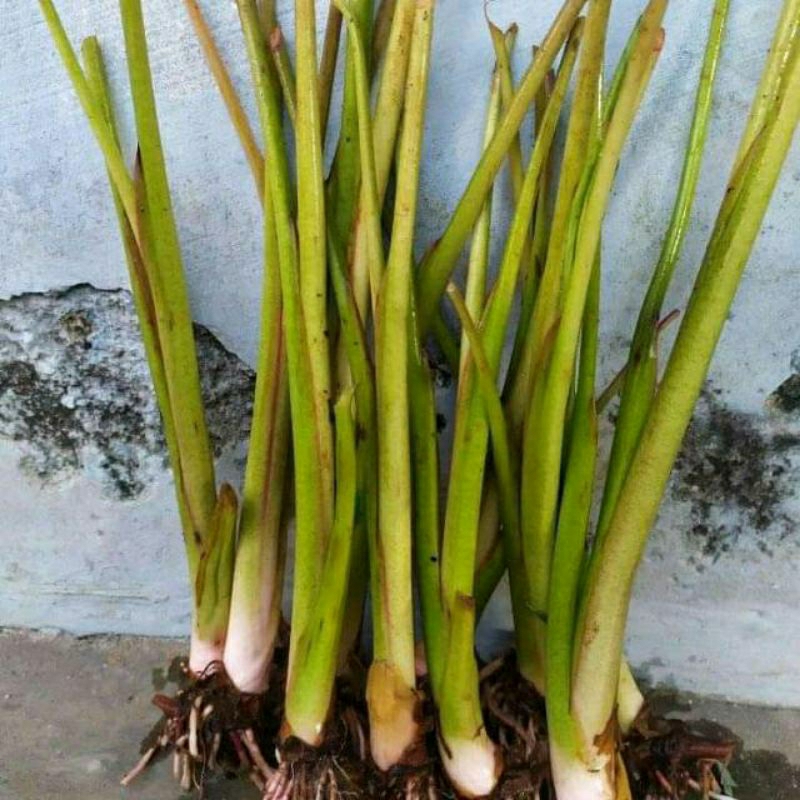 Bibit Talas Bogor/Sutra/Pratama 1/ Talas California (40 bibit)