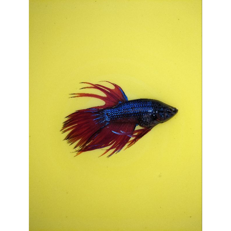 cupang serit ct sepasang