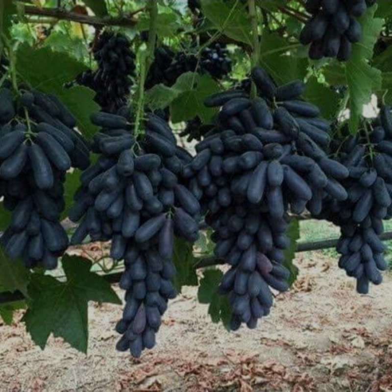 

anggur import Mondroop