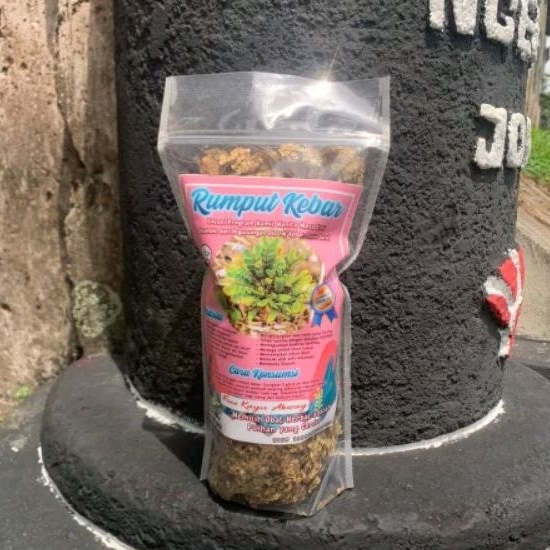 

Rumput Kebar Asli Papua Original 100 gram Untuk Program Kehamilan