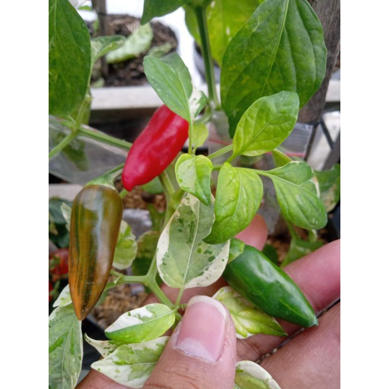 

fish peppers
