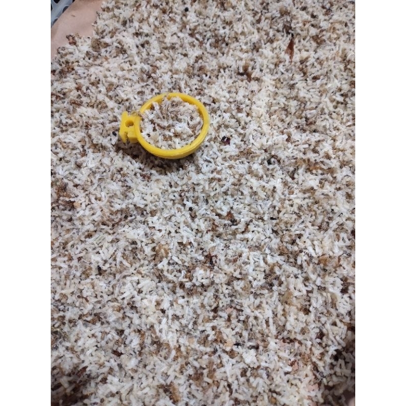 telur semut kroto pakan burung 50 gram