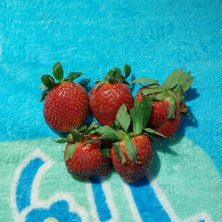 

Pure Water Strawberry Cold Press Juice Stroberi Lokal CMF Pure