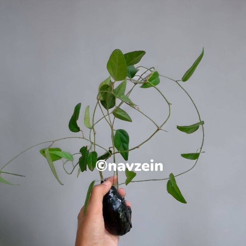 

Cincau Jelly Rambat Berakar Tanaman Daun Sehat Cocok Untuk Agar-agar Dan Minuman