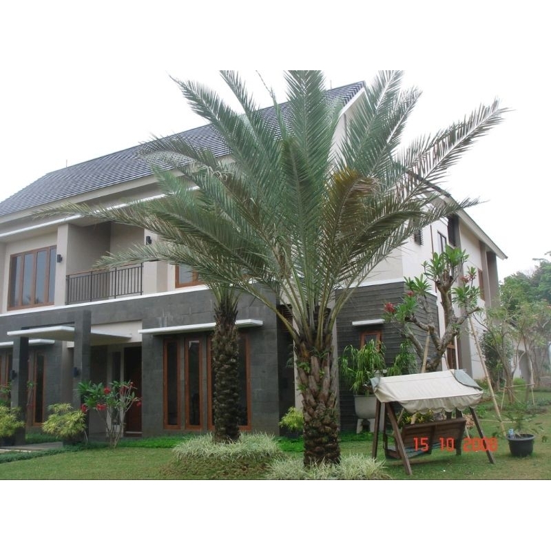 POHON KURMA POHON KURMA AZWA TANAMAN KURMA